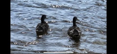 Anas platyrhynchos