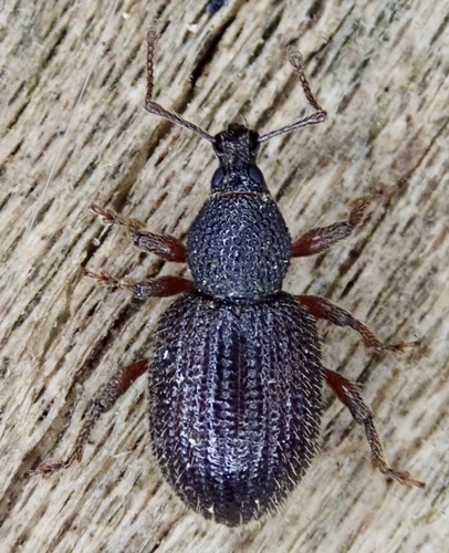 Weevil