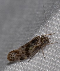 Trichadenotecnum majus