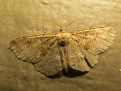 Melanolophia signataria