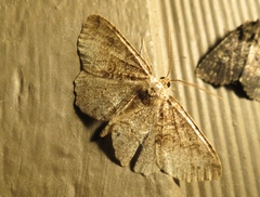Melanolophia signataria