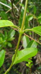 Gymnanthera oblonga