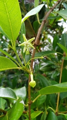 Gymnanthera oblonga