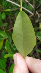Gymnanthera oblonga