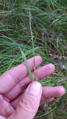 Carex ormostachya