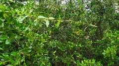 Gymnanthera oblonga
