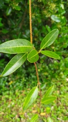 Gymnanthera oblonga