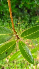 Gymnanthera oblonga