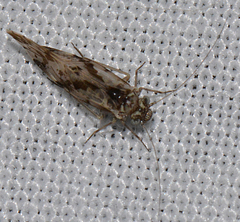 Trichadenotecnum majus