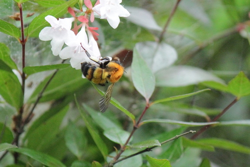 Diverse Bumble Bee