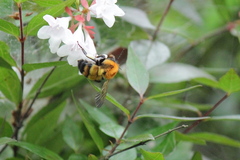 Bombus diversus diversus