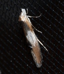 Deigmoesta lithocosma