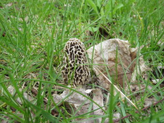 Morchella