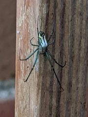 Leucauge venusta