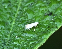 Phyllocnistis citrella
