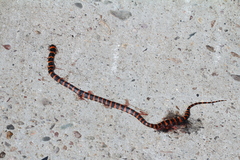 Lycodon liuchengchaoi