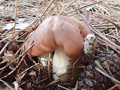 Calocybe carnea