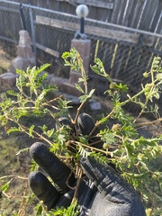 Tribulus terrestris