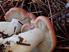 Calocybe carnea