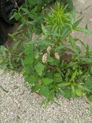 Persicaria maculosa