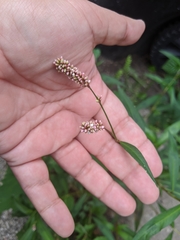 Persicaria maculosa