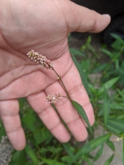 Persicaria maculosa