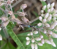 Toxorhynchites rutilus septentrionalis