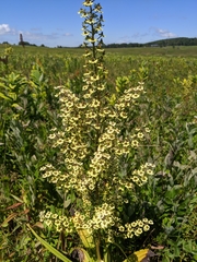 Veratrum hybridum