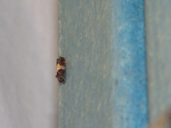 Epiblema tripartitana