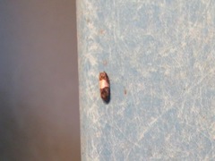 Epiblema tripartitana