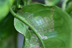 Phyllocnistis citrella