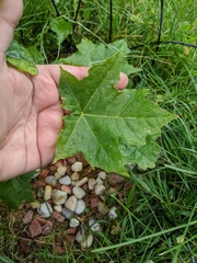Acer platanoides