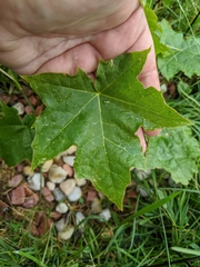 Acer platanoides