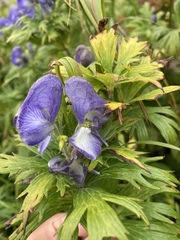 Aconitum maximum