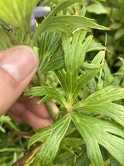 Aconitum maximum