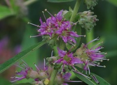 Decodon
