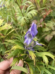 Aconitum maximum