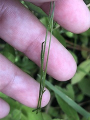 Polygala appendiculata