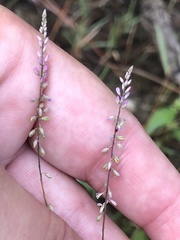 Polygala appendiculata
