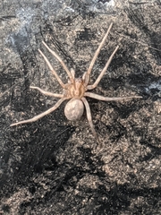 Tegenaria domestica