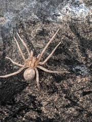 Tegenaria domestica