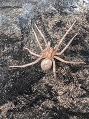 Tegenaria domestica