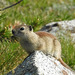 Belding's Ground Squirrel - Photo (c) jschweg, some rights reserved (CC BY-NC), uploaded by jschweg