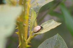 Doryphorina