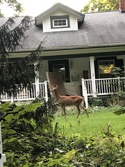 Odocoileus virginianus