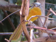 Telophorus sulfureopectus