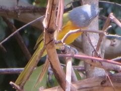 Telophorus sulfureopectus