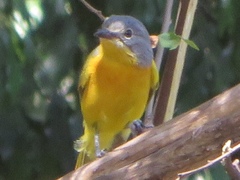 Telophorus sulfureopectus