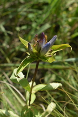 Gentiana × pallidocyanea