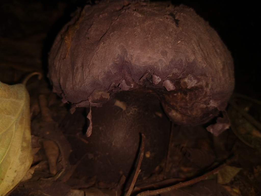 Calvatia cyathiformis · August 2020 · photo: © williamborges (iNaturalist, CC)